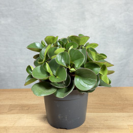 Peperomia 'Obtipan' (Peperomia obtusifolia) | tomaszewski.mom