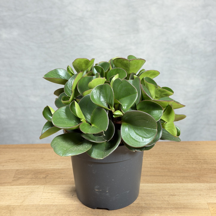 Peperomia 'Obtipan' (Peperomia obtusifolia) | tomaszewski.mom