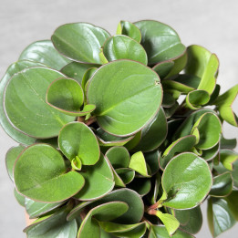 Peperomia 'Obtipan' (Peperomia obtusifolia) | tomaszewski.mom