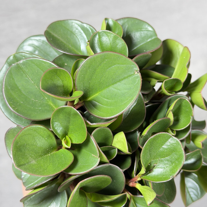 Peperomia 'Obtipan' (Peperomia obtusifolia) | tomaszewski.mom
