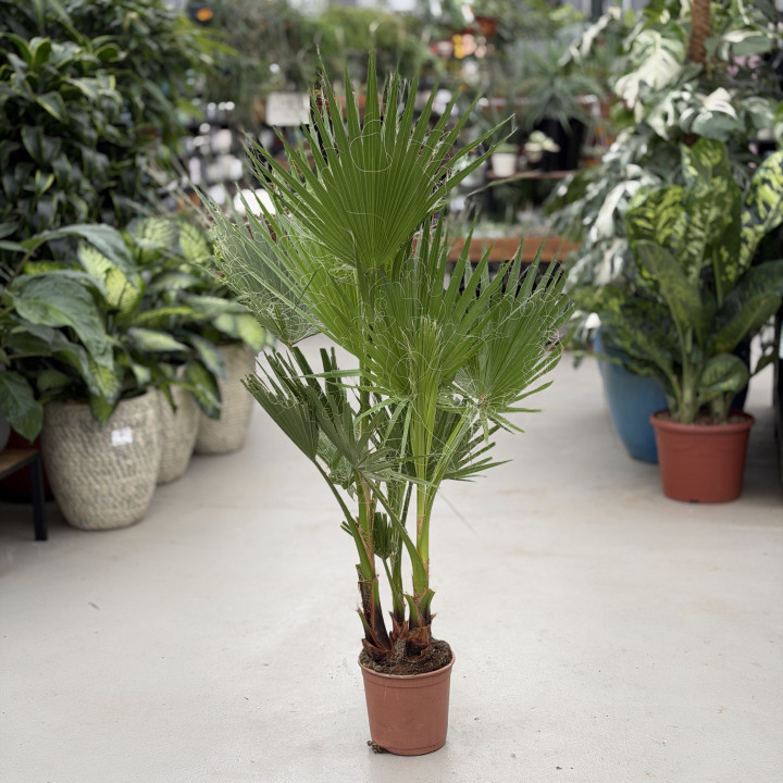 Washingtonia robusta 135 cm (don. 21 cm) | Tomaszewski