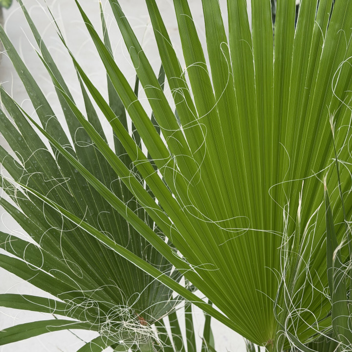 Washingtonia robusta 135 cm (don. 21 cm) | Tomaszewski