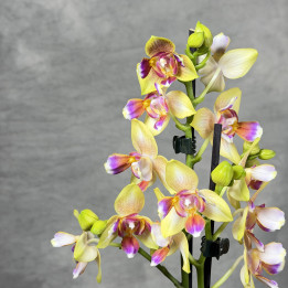 Storczyk Phalaenopsis I-Hsin Venus Peloric— Unikat | Tomaszewski