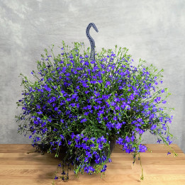 Lobelia 'Curacao Dark Blue' wisząca | Tomaszewski