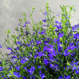 Lobelia 'Curacao Dark Blue' wisząca | Tomaszewski