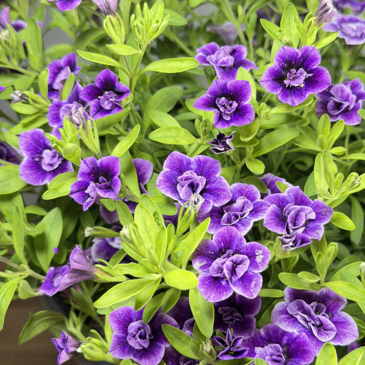 Fioletowa Calibrachoa 'Cabaret Purple Glow' | Tomaszewski