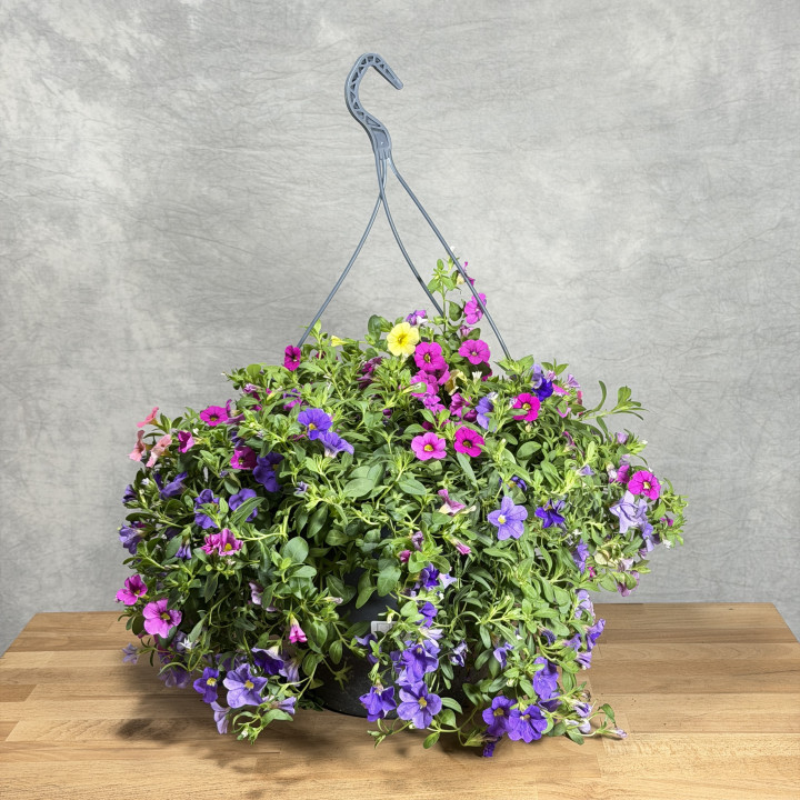 Calibrachoa MIX 4 kolory – Cztery Kolory | Tomaszewski
