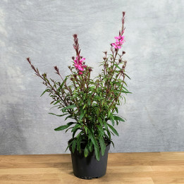 Gaura Lindheimera (Gaura lindheimeri) – Sadzonki | Tomaszewski