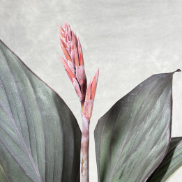 Kanna 'Cannova Bronze Scarlet' – Paciorecznik | Tomaszewski