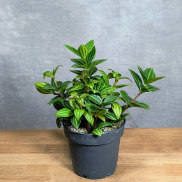 Peperomia angulata 'Rocca Alto' – roślina doniczkowa | Tomaszewski