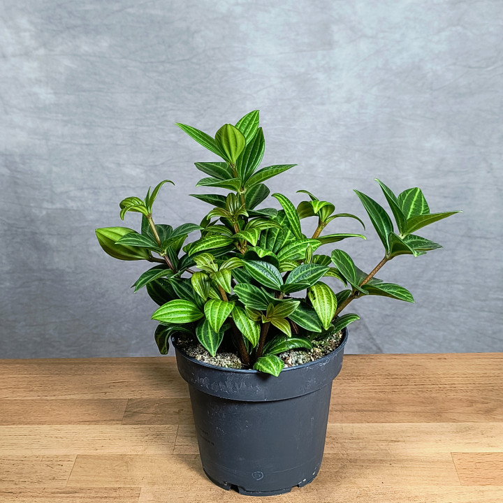 Peperomia angulata 'Rocca Alto' – roślina doniczkowa | Tomaszewski