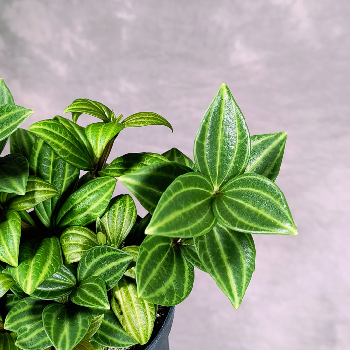 Peperomia angulata 'Rocca Alto' – roślina doniczkowa | Tomaszewski
