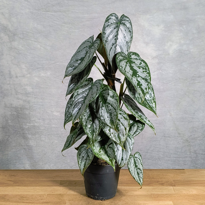 Philodendron brandtianum – Srebrzysty Unikat | Tomaszewski