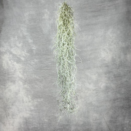 Oplątwa brodaczkowa — Tillandsia usneoides | Tomaszewski