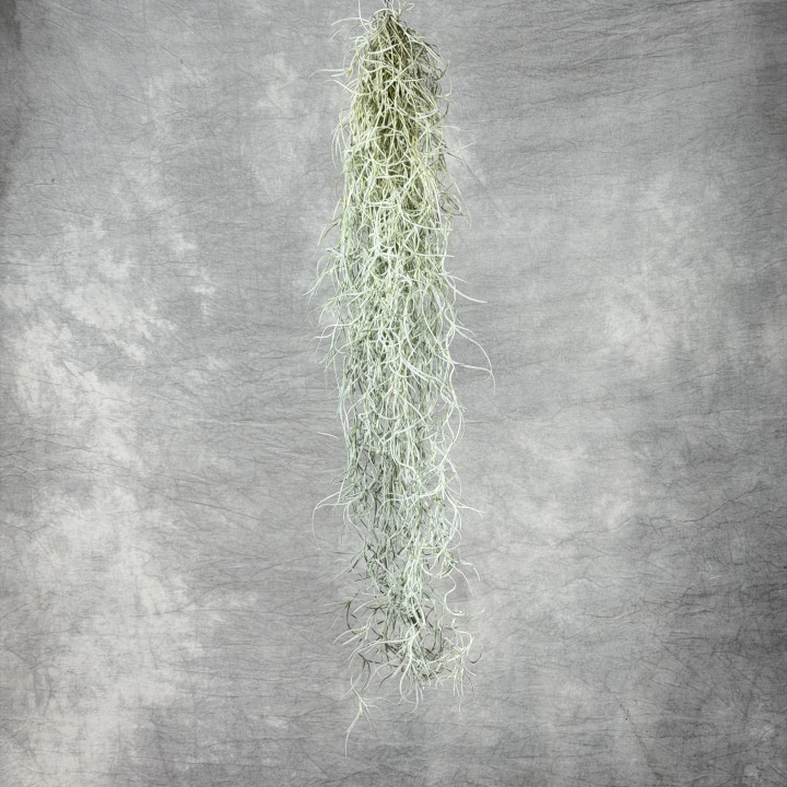 Oplątwa brodaczkowa — Tillandsia usneoides | Tomaszewski