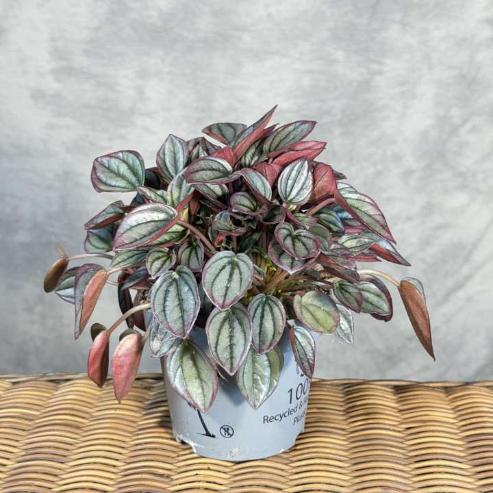 Peperomia kędzierzawa 'Rio' | Tomaszewski