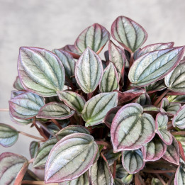 Peperomia kędzierzawa 'Rio' | Tomaszewski