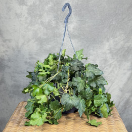 Hedera helix 'Wonder' — bluszcz w wiszącej doniczce | Tomaszewski