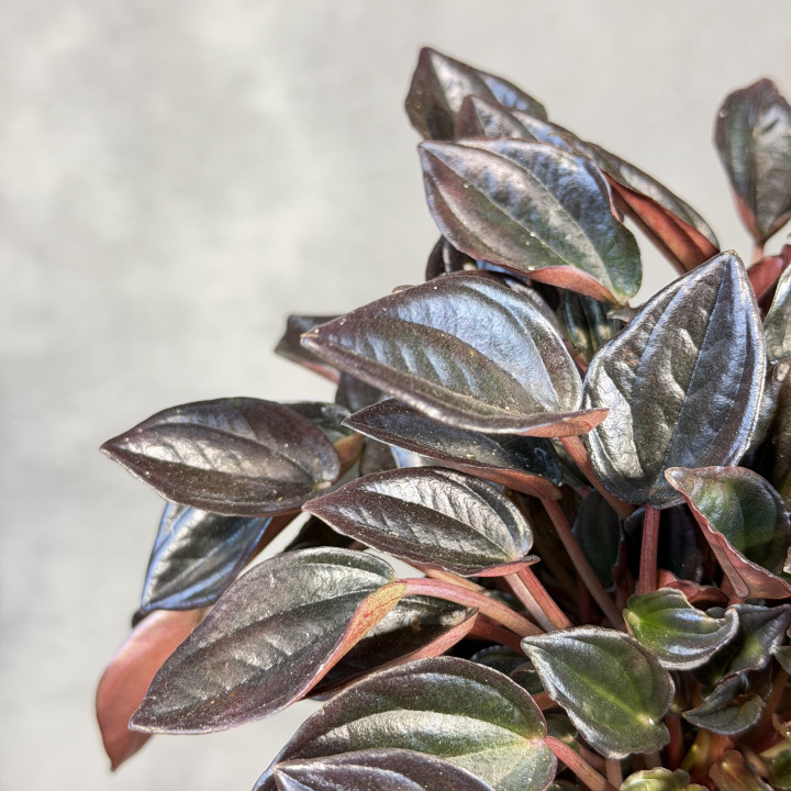 Peperomia kędzierzawa 'Aruba' z ciemnymi liśćmi | Tomaszewski