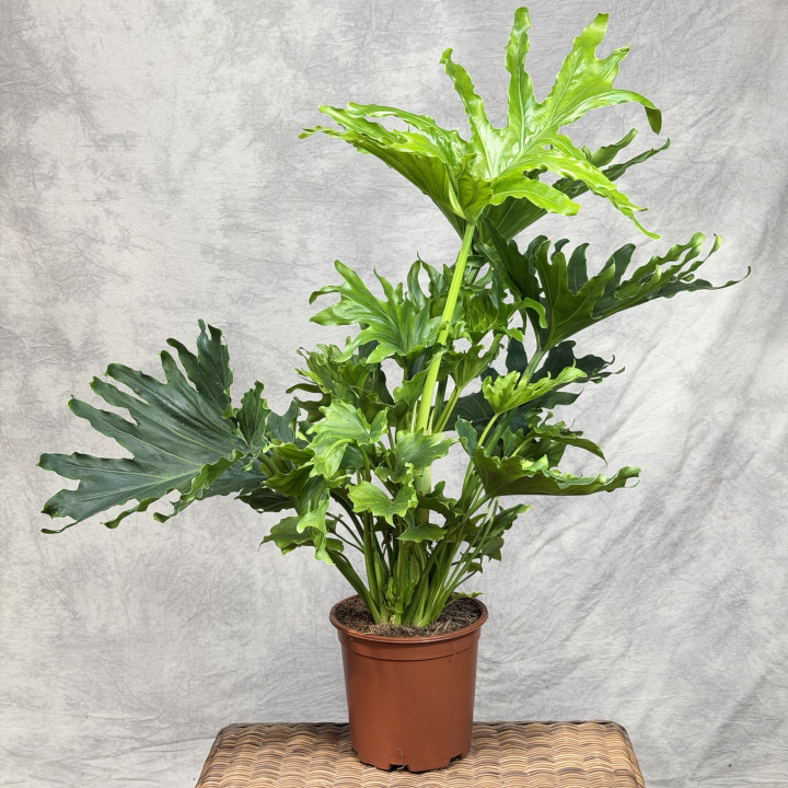 Filodendron selloum (Philodendron bipinnatifidum) | Tomaszewski