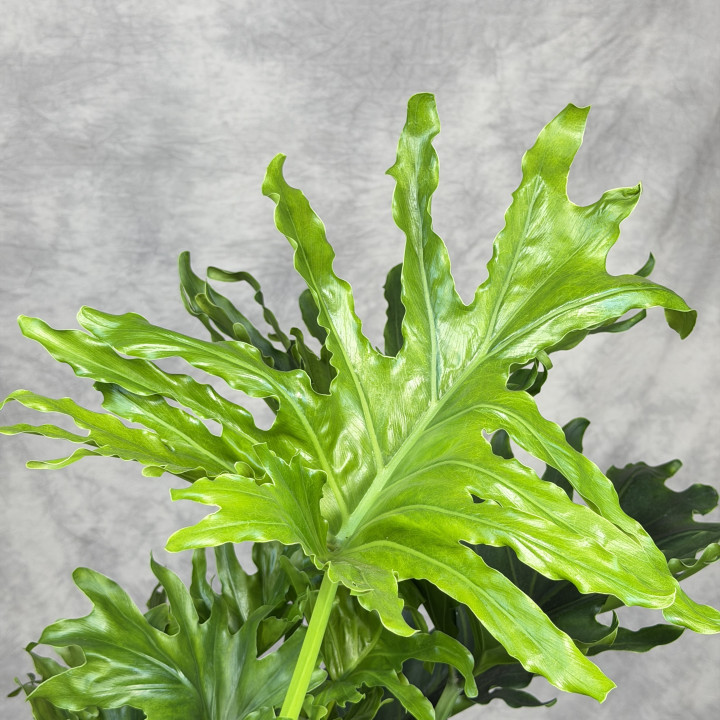 Filodendron selloum (Philodendron bipinnatifidum) | Tomaszewski
