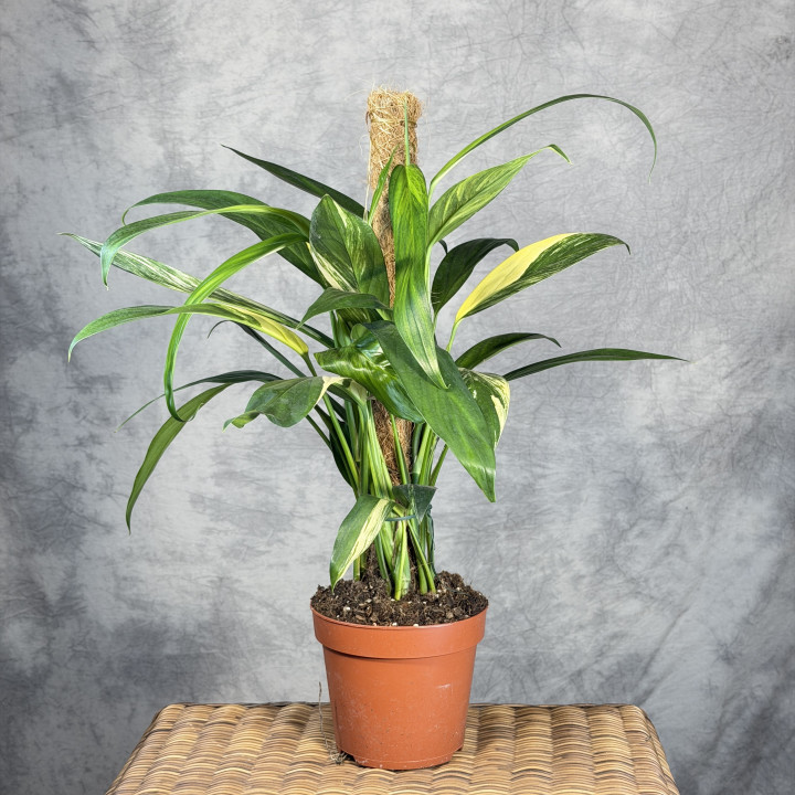 Epipremnum amplissimum 'Aurea Variegata' przy podporze | Tomaszewski