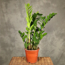Zamiokulkas zamiolistny (Zamioculcas zamiifolia) | Tomaszewski