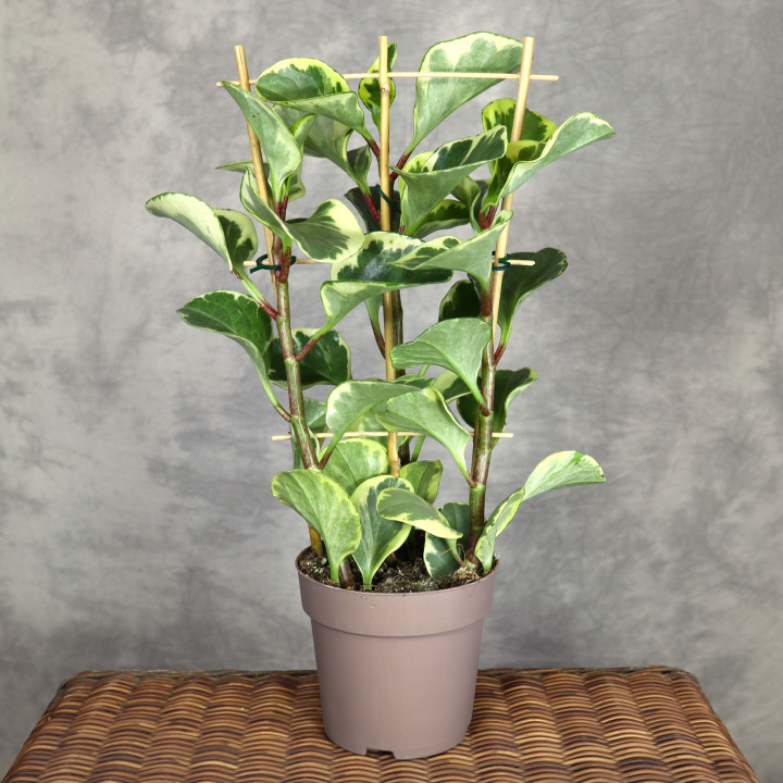 Peperomia 'Obtipan Bicolor' na drabince | Tomaszewski