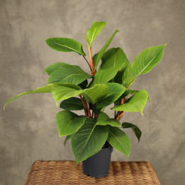 Philodendron geniculatum 'Jet Streak' (Filodendron) | Tomaszewski