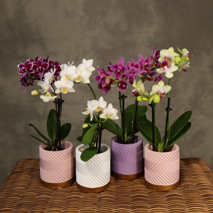 Mini storczyk Phalaenopsis w osłonce mix | Tomaszewski