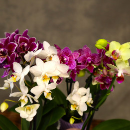 Mini storczyk Phalaenopsis w osłonce mix | Tomaszewski