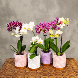 Mini storczyk Phalaenopsis w osłonce mix | Tomaszewski