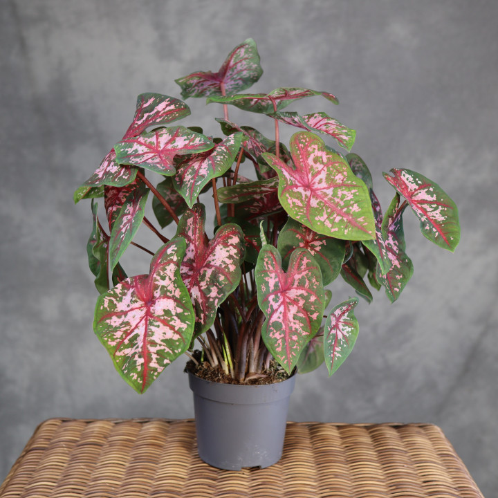 Caladium 'Carolyn Whorton' – różowo-zielone liście | Tomaszewski
