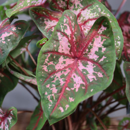Caladium 'Carolyn Whorton' – różowo-zielone liście | Tomaszewski