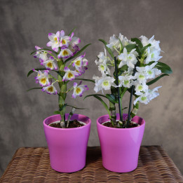 Dendrobium nobile w różowej osłonce | Tomaszewski