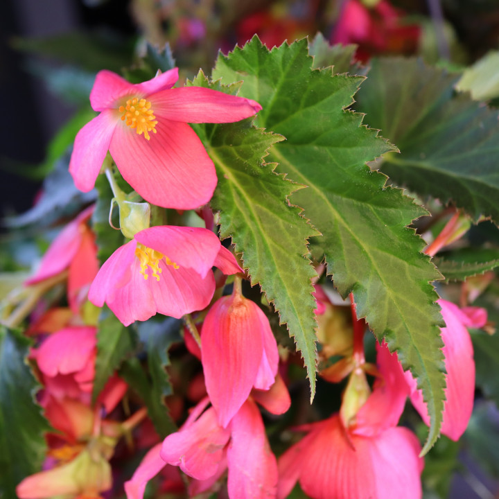 Begonia boliwijska Hot Pink w wiszącej donicy | Tomaszewski