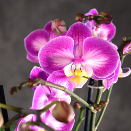 Storczyk Phalaenopsis 'Sunca Pula' – różowe kwiaty | Tomaszewski