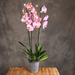 Storczyk Phalaenopsis 2-pędowy różowo-żółty | Tomaszewski