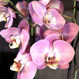 Storczyk Phalaenopsis 2-pędowy różowo-żółty | Tomaszewski