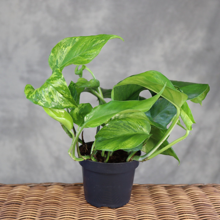 Epipremnum 'Jungle Star' ('Marble Green') | Tomaszewski
