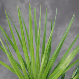Chamaerops humilis – Karłatka niska | Tomaszewski