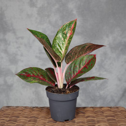 Aglaonema 'Red Sprinkles' w doniczce 12 cm | Tomaszewski