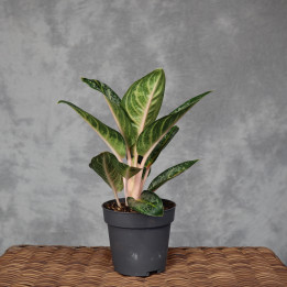 Aglaonema 'Orange Flame' – barwna roślina doniczkowa | Tomaszewski