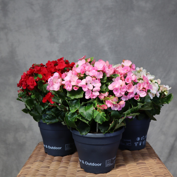 Begonia Betulia Mix – begonie kwitnące w 3 kolorach | Tomaszewski