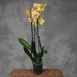 Storczyk Phalaenopsis o żółtych kwiatach | Tomaszewski
