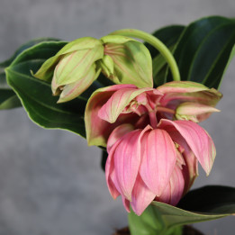 Medinilla wspaniała 'Candy' | Tomaszewski