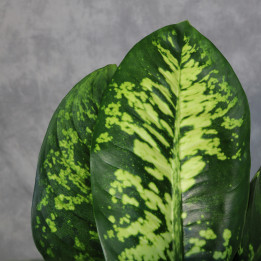 Dieffenbachia seguine 'Crown' - difenbachia | Tomaszewski