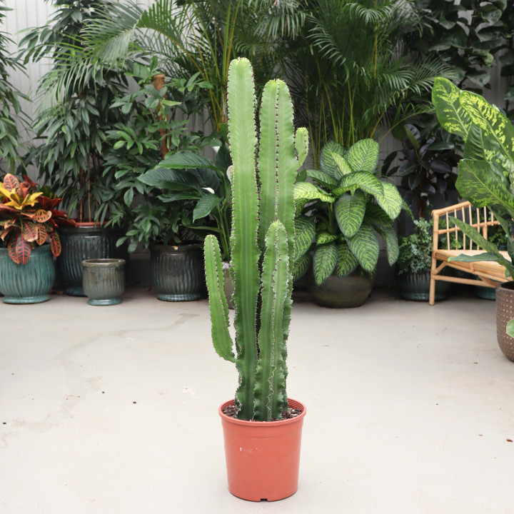 Wilczomlecz erytrea 125 cm | Tomaszewski