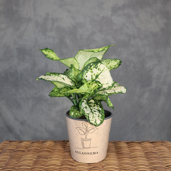 Aglaonema 'Super White' | Tomaszewski