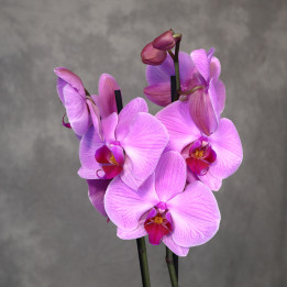 Storczyk różowy 2-pędowy (Phalaenopsis) | Tomaszewski